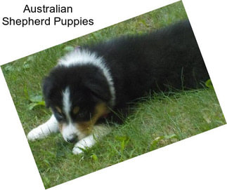 Australian Shepherd Puppies