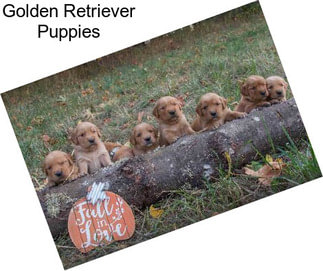 Golden Retriever Puppies