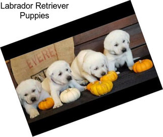 Labrador Retriever Puppies