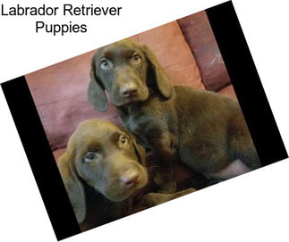 Labrador Retriever Puppies