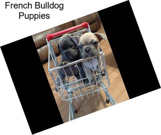 French Bulldog Puppies