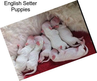 English Setter Puppies