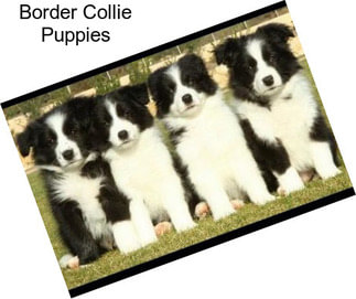 Border Collie Puppies