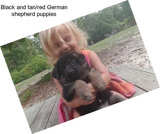 Black and tan/red German shepherd puppies