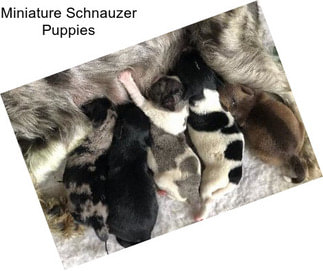 Miniature Schnauzer Puppies