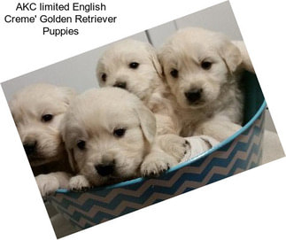 AKC limited English Creme\' Golden Retriever Puppies