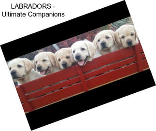 LABRADORS - \