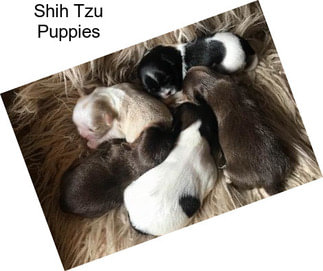 Shih Tzu Puppies