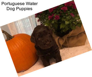 Portuguese Water Dog Puppies