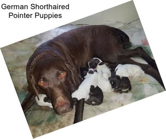 German Shorthaired Pointer Puppies