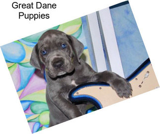 Great Dane Puppies