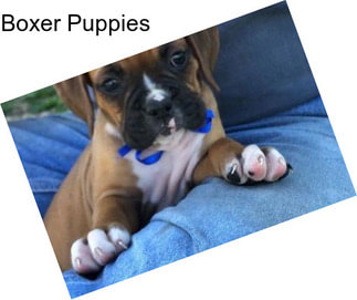 Boxer Puppies