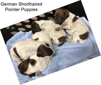 German Shorthaired Pointer Puppies