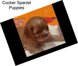 Cocker Spaniel Puppies