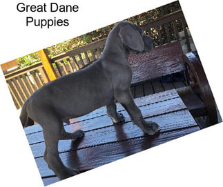 Great Dane Puppies