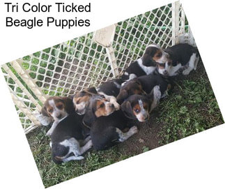 Tri Color Ticked Beagle Puppies