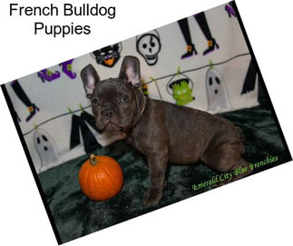 French Bulldog Puppies