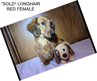 *SOLD* LONGHAIR RED FEMALE