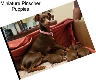 Miniature Pinscher Puppies