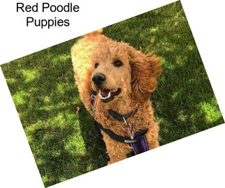 Red Poodle Puppies