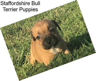 Staffordshire Bull Terrier Puppies