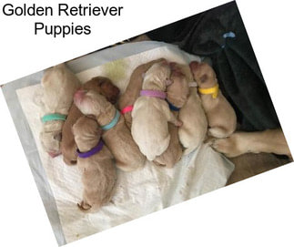 Golden Retriever Puppies