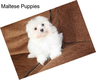 Maltese Puppies