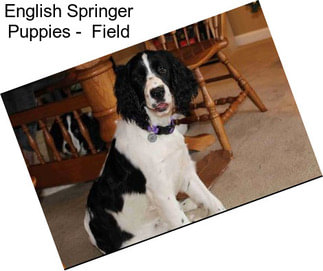 English Springer Puppies -  Field