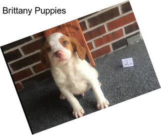 Brittany Puppies