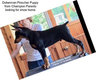 Doberman Pinscher Puppy from Champion Parents looking for show home