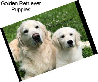 Golden Retriever Puppies