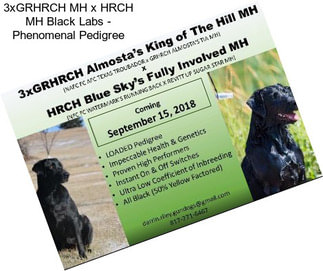 3xGRHRCH MH x HRCH MH Black Labs - Phenomenal Pedigree