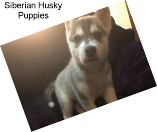 Siberian Husky Puppies