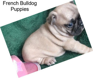 French Bulldog Puppies