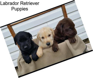 Labrador Retriever Puppies