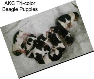 AKC Tri-color Beagle Puppies
