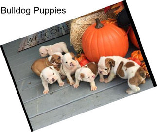 Bulldog Puppies