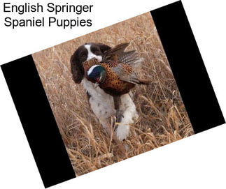 English Springer Spaniel Puppies