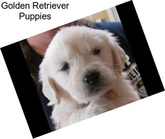 Golden Retriever Puppies