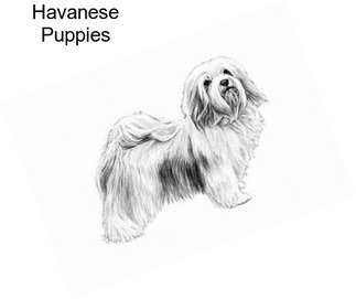 Havanese Puppies