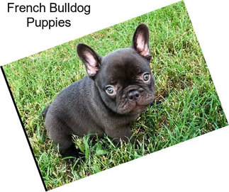 French Bulldog Puppies