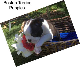 Boston Terrier Puppies