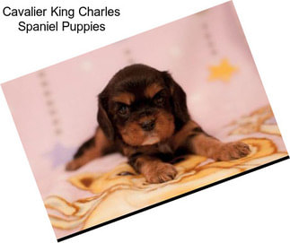 Cavalier King Charles Spaniel Puppies