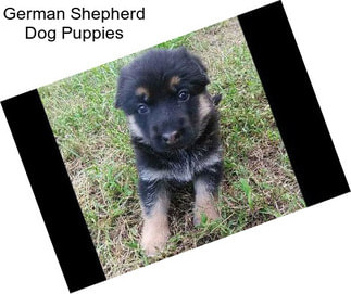 German Shepherd Dog Puppies