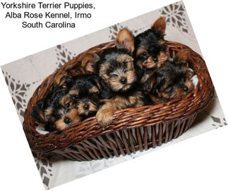 Yorkshire Terrier Puppies, Alba Rose Kennel, Irmo South Carolina