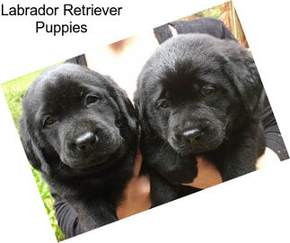 Labrador Retriever Puppies