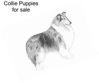 Collie Puppies for sale