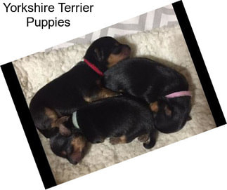 Yorkshire Terrier Puppies