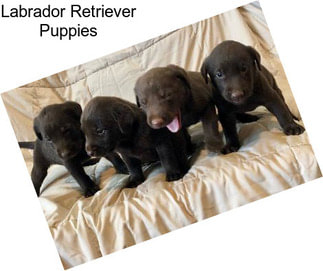 Labrador Retriever Puppies