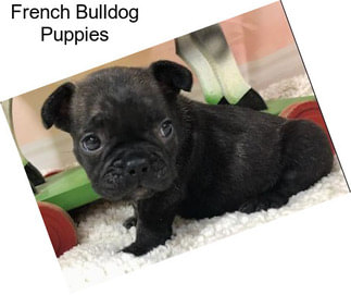 French Bulldog Puppies